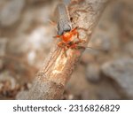 Small photo of Livid soldier beetle (cantharis livida) on a twig above a stony road. Red nad orange beetle in macro details.