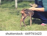 Taking care of a baby deer, wildlife rescue 