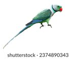 Malabar parakeet or blue winged ...