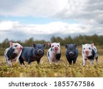 Lots of cute piglets on the...