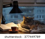 Cats Sleeping In The Window....