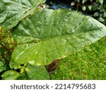 Small photo of Alocasia is a genus of broadleaf, rhizomatous, or tuberous perennial flowering plants of the family Araceae. There are 97 species in this genus.