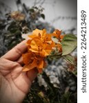 Small photo of California gold bougainvillea available in Bangladesh.It is best to plant your bougainvillea in spring or early summer to allow its roots to become established before cooler weather sets in.