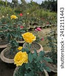 Small photo of Rosa Landora. Fryer's Roses says Sunblest is probably the most successful yellow Hybrid Tea of recent years. This rose has superbly formed flowers of bright unfading yellow...