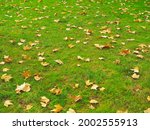 Small photo of The green lawn with the grass trimmed is strewn with dry maple leaves. Fullscreen photo