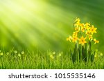 daffodils in sunshine in springtime, easter flowers in green spring meadow on blurred bokeh background, blooming narcissus in sunlight