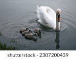 Mother Swan With Her Baby Swans....