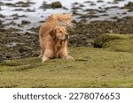 Funny golden retriever dogs running and jumping through the water and over the grass