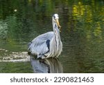 Small photo of Large grey heron fishing successfully, catching and eating lamprey in the river with natural green background reflection in the water