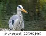 Small photo of Large grey heron fishing successfully, catching and eating lamprey in the river with natural green background reflection in the water