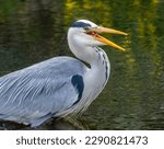 Small photo of Large grey heron fishing successfully, catching and eating lamprey in the river with natural green background reflection in the water