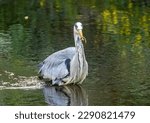 Small photo of Large grey heron fishing successfully, catching and eating lamprey in the river with natural green background reflection in the water