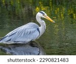 Small photo of Large grey heron fishing successfully, catching and eating lamprey in the river with natural green background reflection in the water