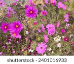 Small photo of Beautiful brute Pink and white cosmos are blooming on a yard