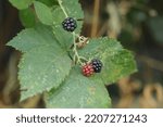 Wild Blackberries On The Vine
