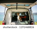 Small photo of Cute and adorable small brown puppy or dog of basenji breed sits in trunk of camping van, ready to embark on roadtrip or adventure with owner, nomad active healthy lifestyle in nature vibes