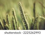 Small photo of Close up on ears of triticale grain growing on cultivated field