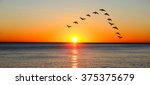 Ducks migrating during sunset over the ocean