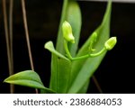 Small photo of Close up Beautiful Orchid Bud, Dendrobium Orchid Bud, Phalaenopsis Orchid Bud, Tai Orchid Bud