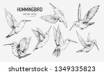 Sketch Of Hummingbirds. Hand...