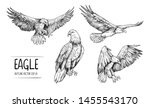 Sketch Of Eagle. Hand Drawn...