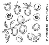 apricot vector drawing set.... | Shutterstock .eps vector #1998492989