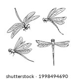 hand drawn dragonfly. set... | Shutterstock .eps vector #1998494690