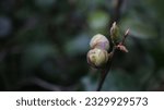 Small photo of Flower buds of Camellia japonica, known as common camellia,or Japanese camellia, is a species of Camellia, a flowering plant genus in the family Theaceae.
