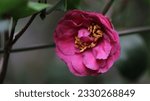 Small photo of Camellia japonica, known as common camellia,or Japanese camellia, is a species of Camellia, a flowering plant genus in the family Theaceae.