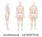 human man skeleton anatomy in... | Shutterstock .eps vector #1676097316