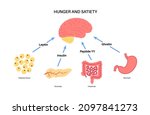 appetite and hunger hormones... | Shutterstock .eps vector #2097841273
