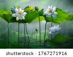 Beautiful White Lotus Flower In ...