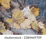 Small photo of Most beautiful and eye catchy autumn season leaf falling captures from ground