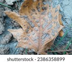 Small photo of Beautiful and eye catchy autumn leaves images collection