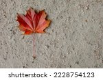 Red maple leaf on a dirt path that has small pebbles and other textured bits of nature