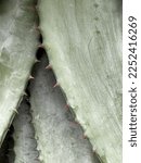 Closeup Of Aloe Broomii Or...
