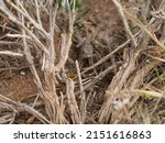 Small photo of Snub nose lizard in undergrowth