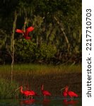 Small photo of The Guara is a species of pelecaniform bird in the Threskiornithidae family. It is also known as scarlet ibis, red maned, red maned and pitanga maned. It is a typical bird of the Atlantic coast of Sou