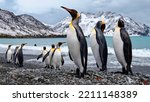 Emperor penguins flock...