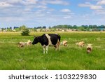Cow and a herd of sheep in a...