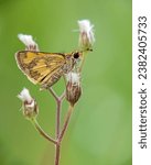 Small photo of Skippers Butterflies are generally small butterflies with thick heads and large eyes. Skippers Butterflies have small wings in proportion to their body weight