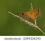 Small photo of Skippers Butterflies are generally small butterflies with thick heads and large eyes. Skippers Butterflies have small wings in proportion to their body weight