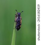 Small photo of Blister beetle Is an insect with a black body color with a red pattern just like a candy blister