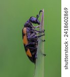 Small photo of This type of insect is rare and unique because its body is like blister candy, so people call it the blister beetle