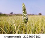 Small photo of Green Unwanted Harvest Canary Grass(Turf timothy grass) in garlic field. Its a wheat grass.