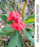 Small photo of Beautiful Red Euphorbia milli plant flower
