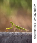 Small photo of a green praying mantissa sitting on top of a stone wall
