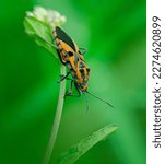 Small photo of Darth Maul Bug - Spilostethus hospes. Its common name is a reference to the Star Wars Villain character Darth Maul.