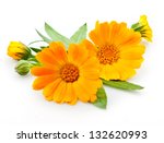 Calendula. Marigold Flowers...