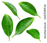 Citrus leaves with drops...